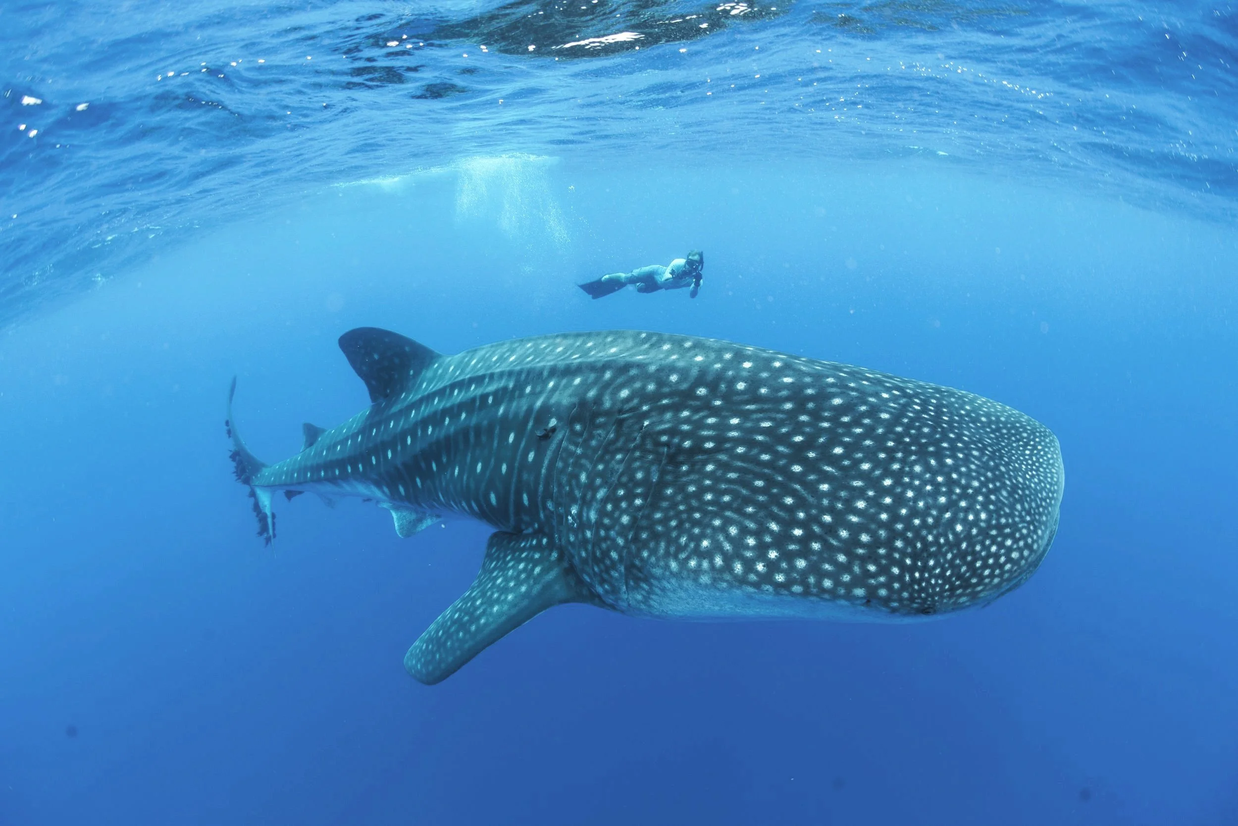 Snorkelling over a reef