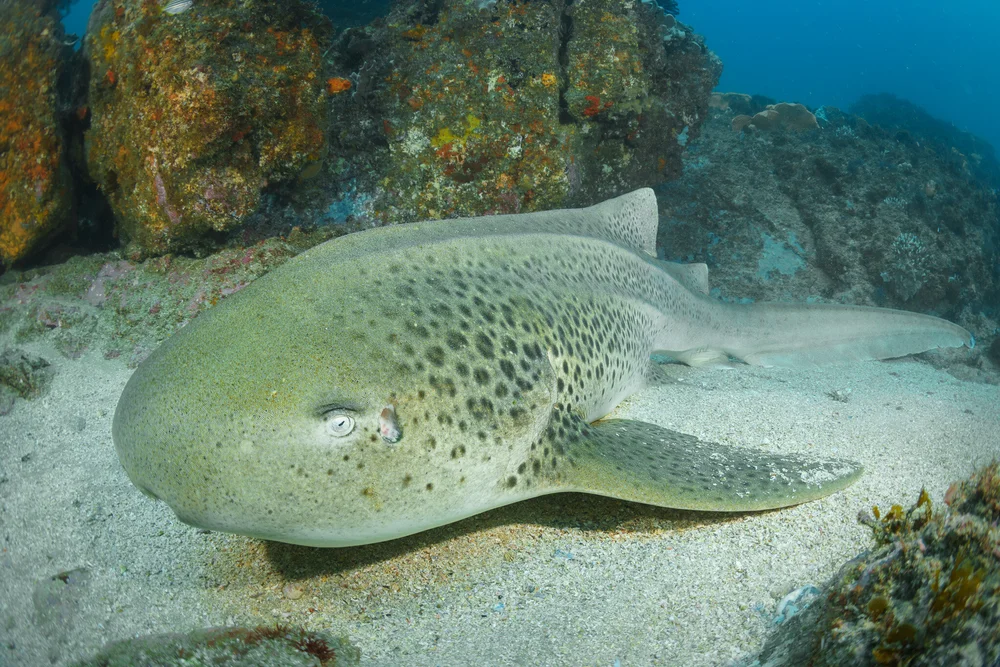 Grey nurse shark at Byron Bay