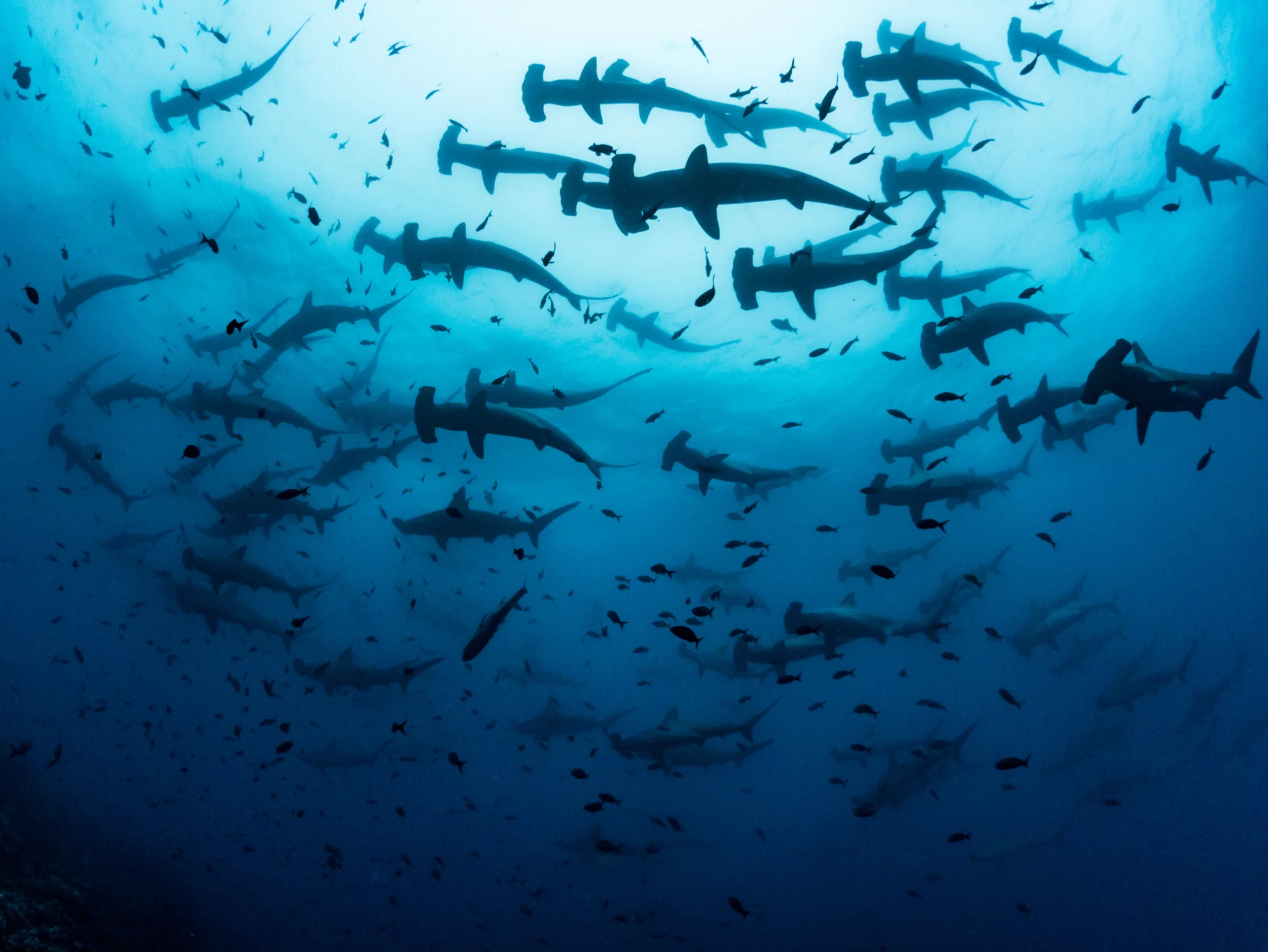 Schooling hammerhead sharks