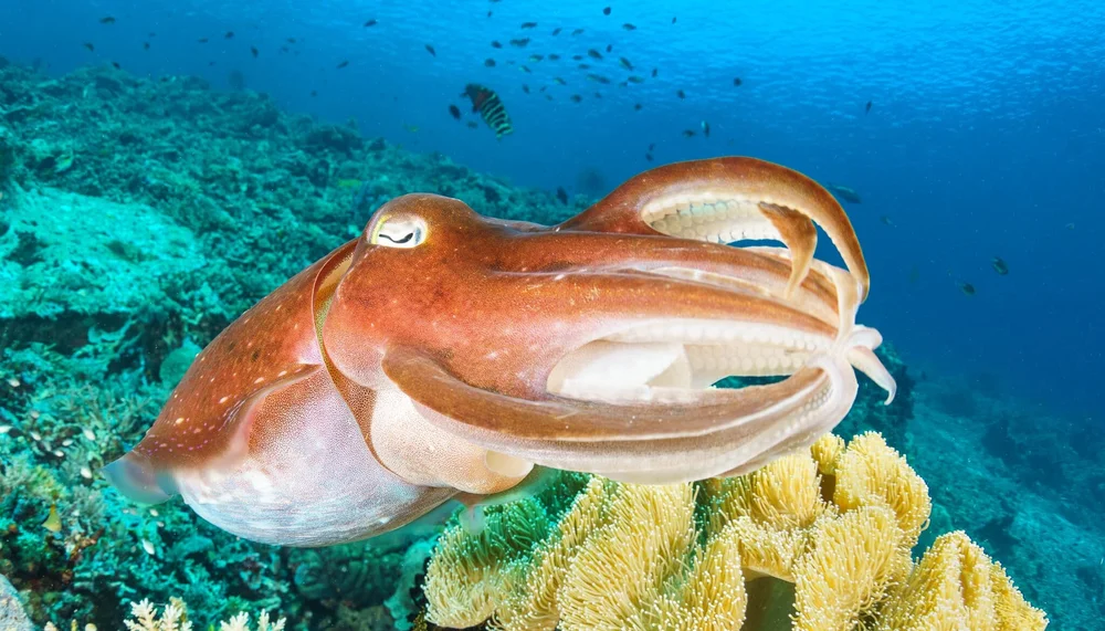 Cuttlefish in Komodo