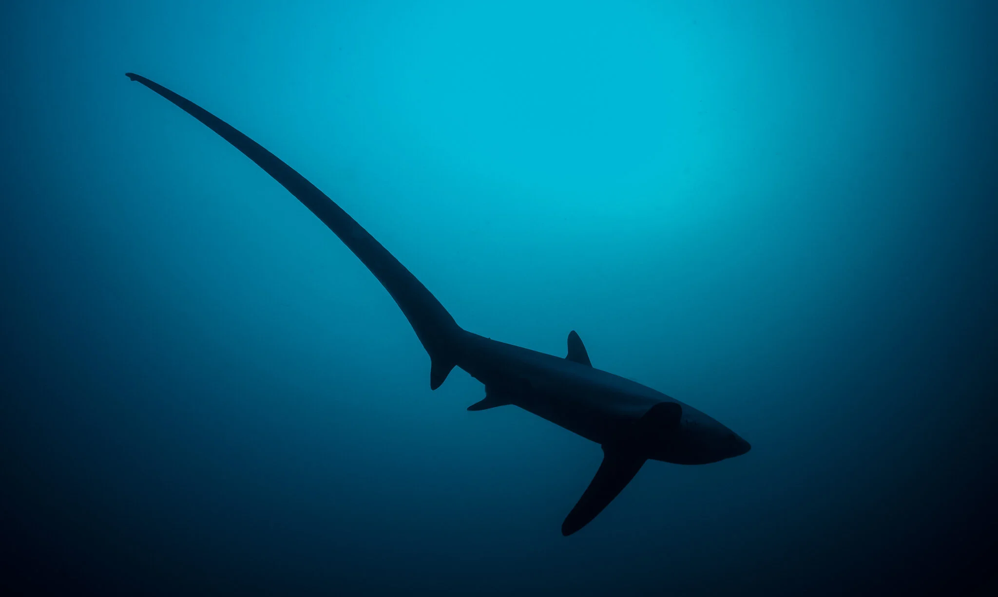 thresher shark swimming through blue water