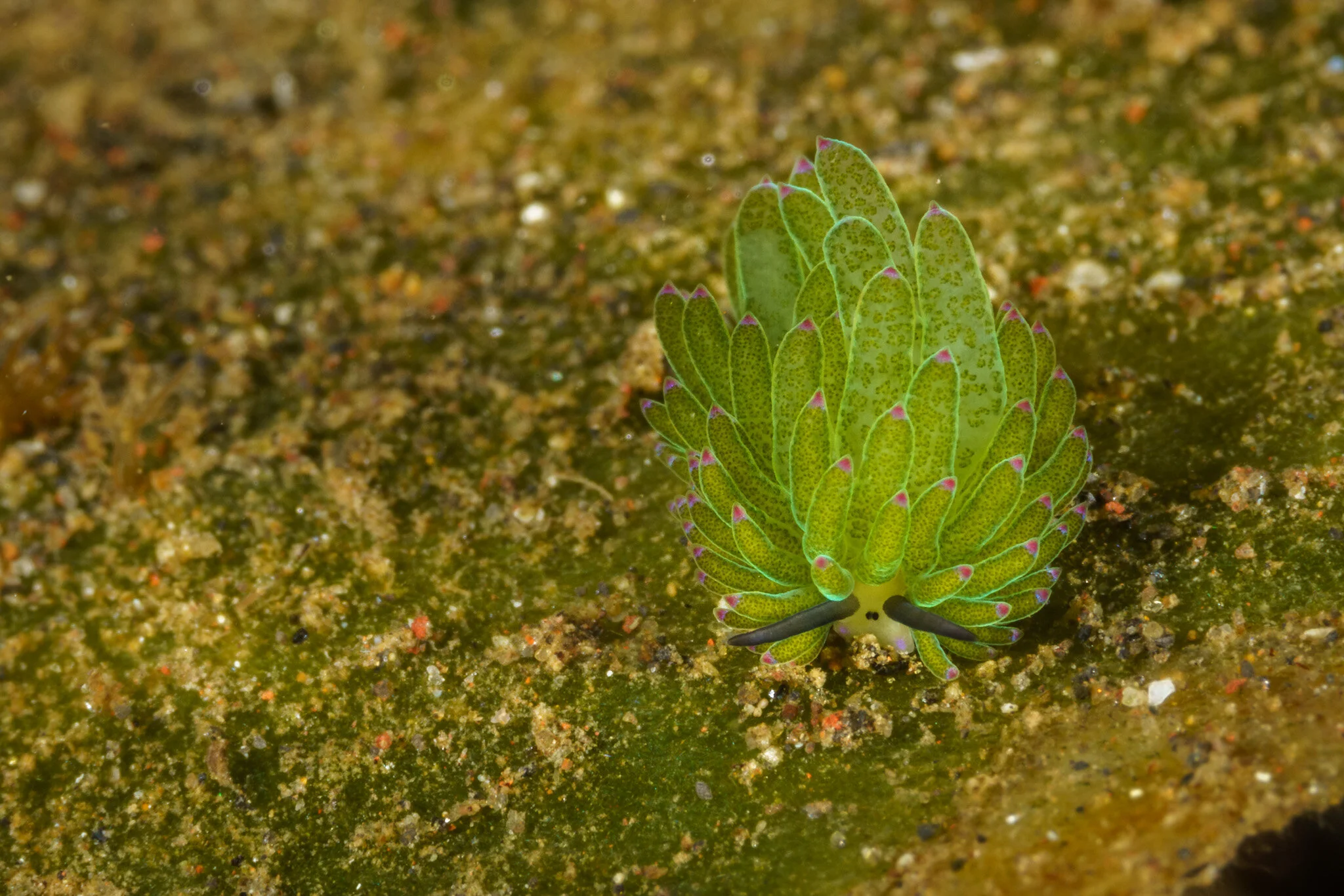 green leaf scorpionfish on the seabed