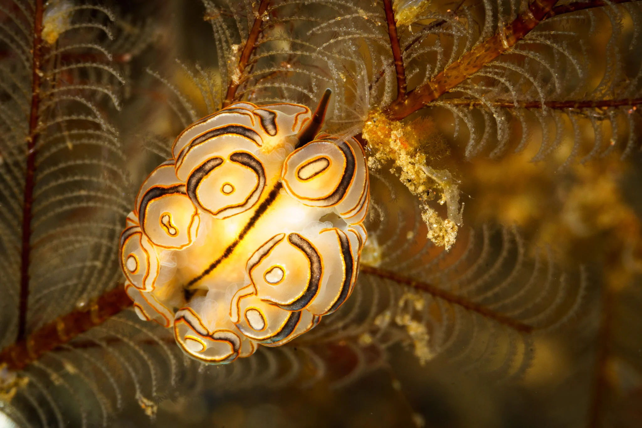 colourful coral shrimp seen close up