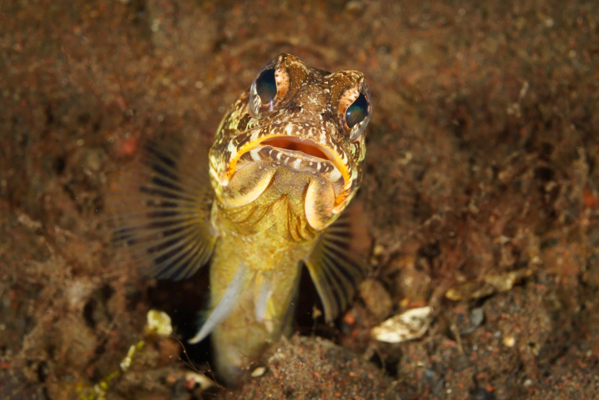 small fish resting on the seabed