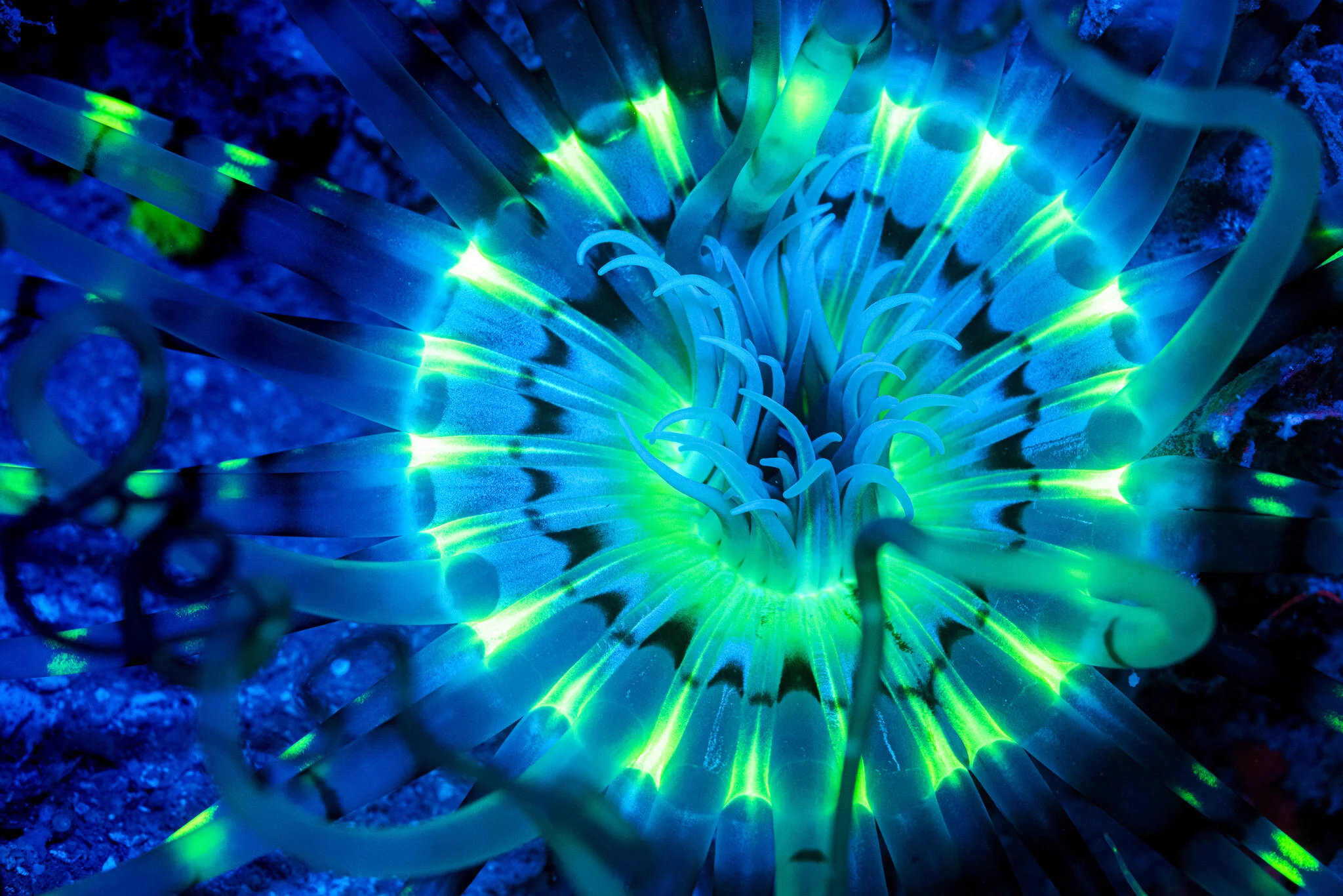 sea anemone fluorescence under blue light at Nosy Sakatia, Madagascar
