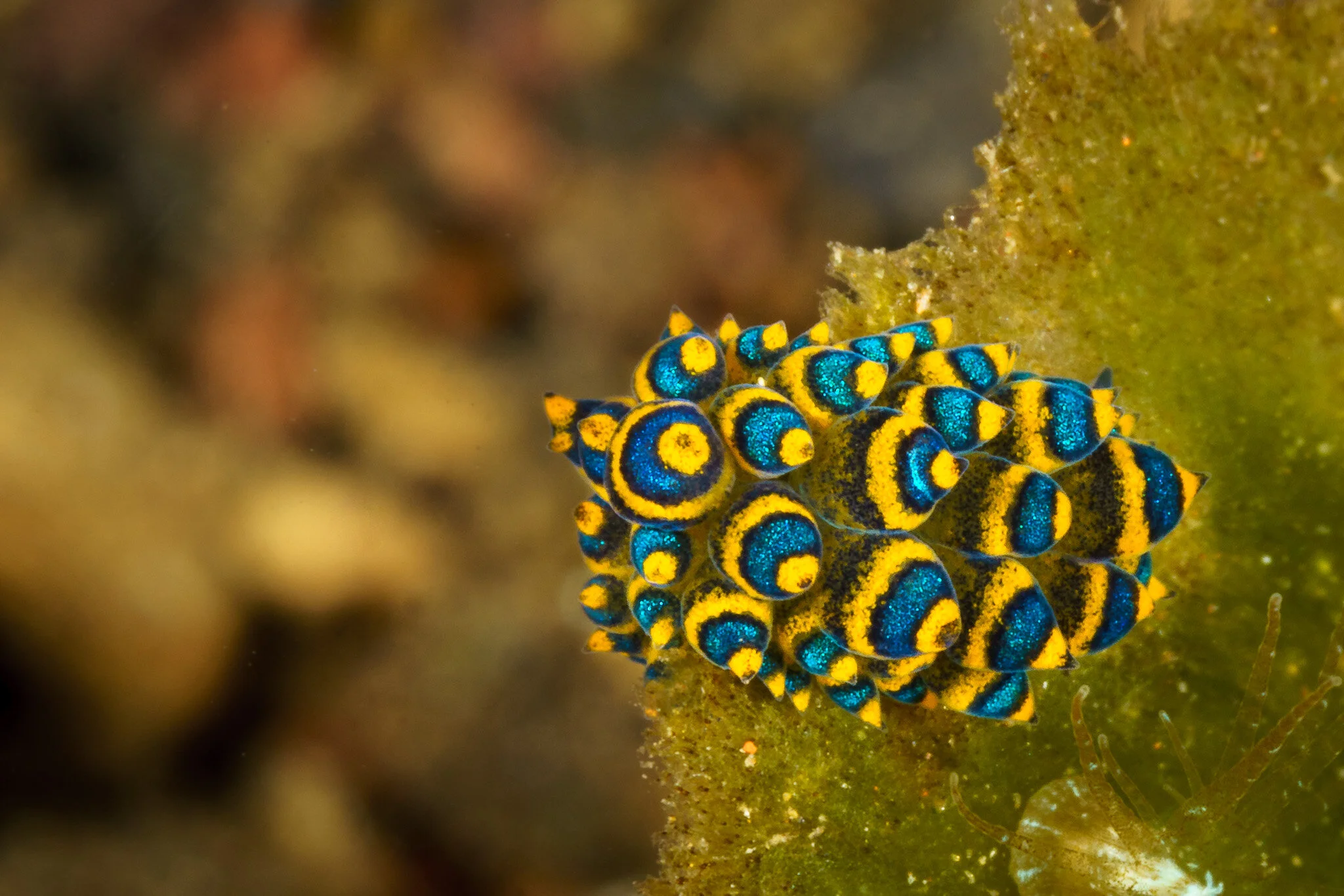 colourful nudibranch crawling over the reef