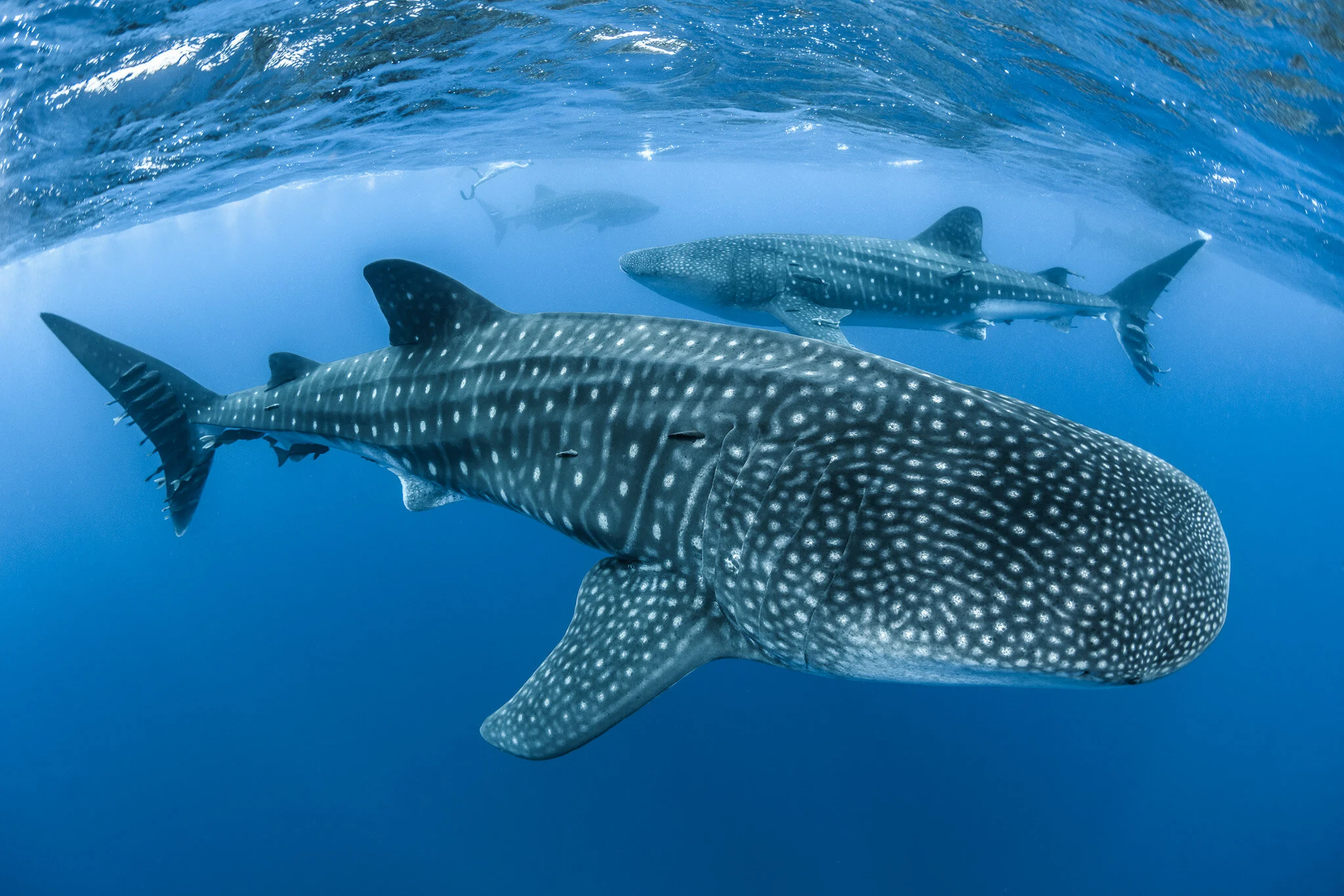 whale sharks swimming beside divers underwater
