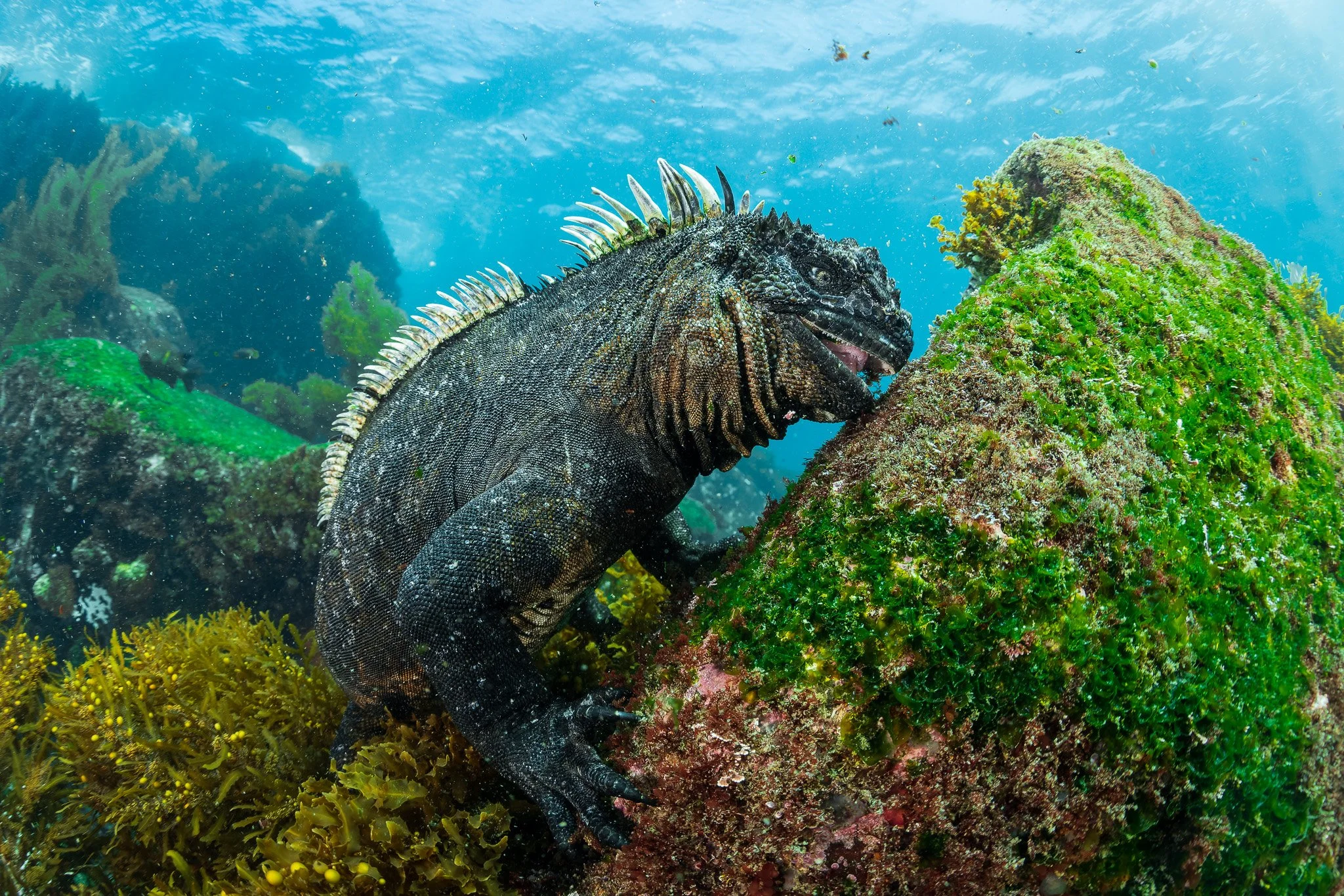 marine iguana resting underwater on a rock