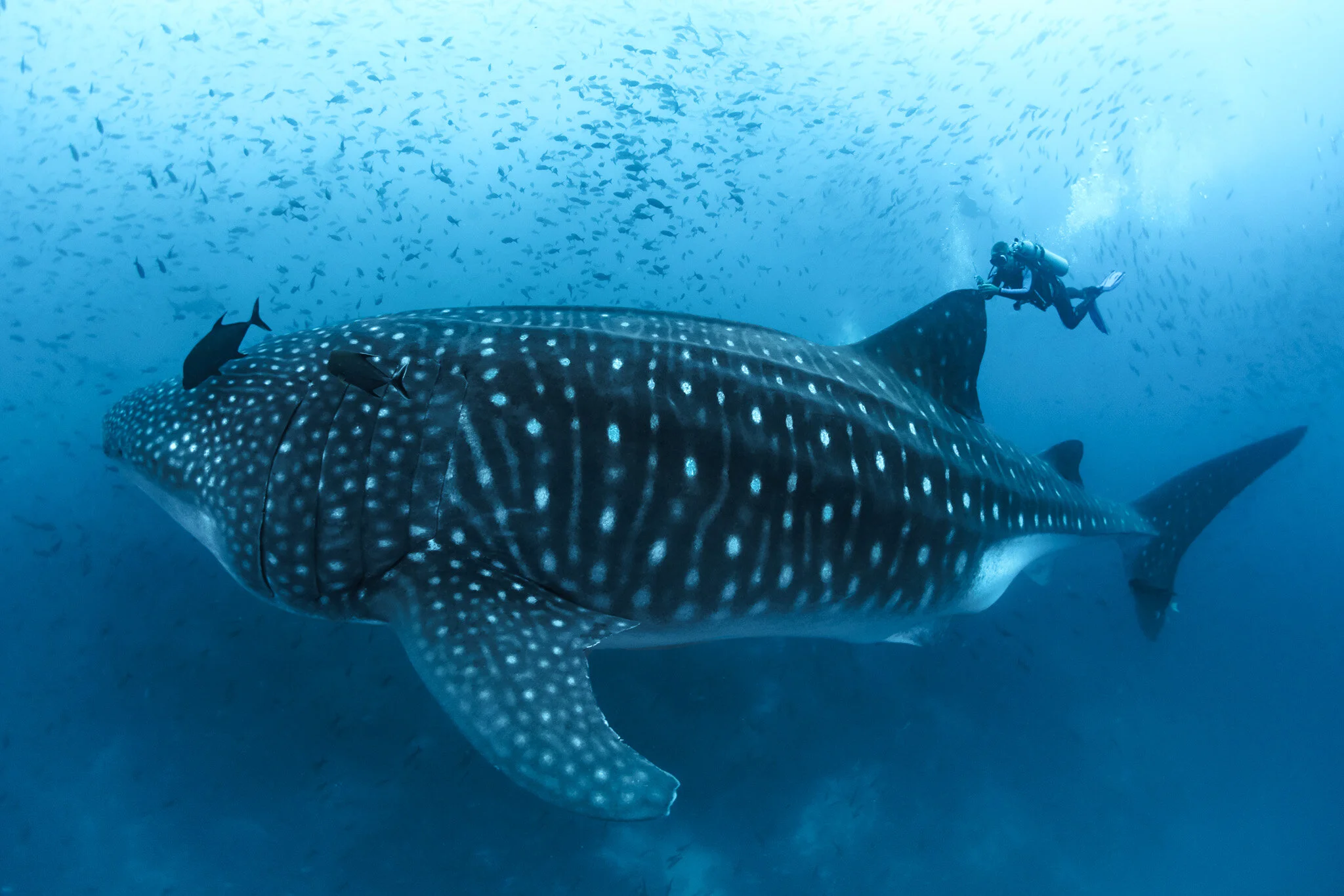 whale shark swimming beside a diver