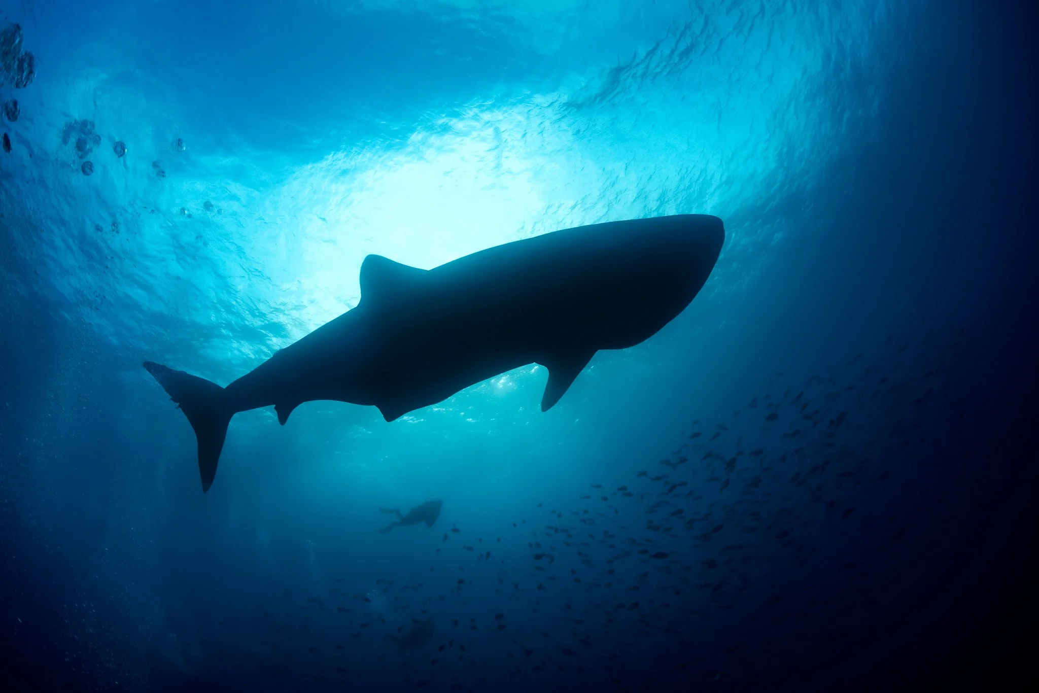 whale shark silhouette below sunlit water