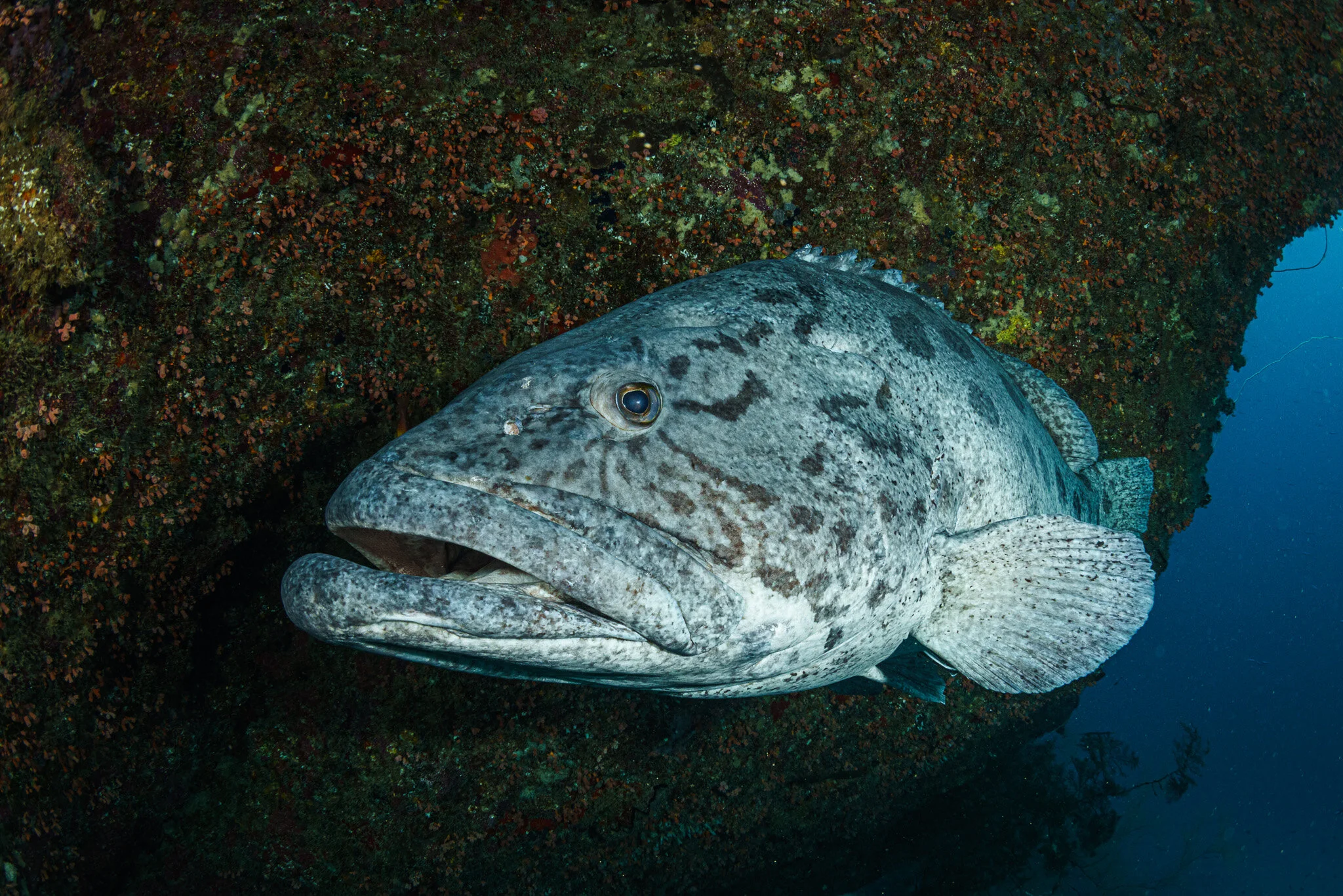 grouper resting against a reef wall