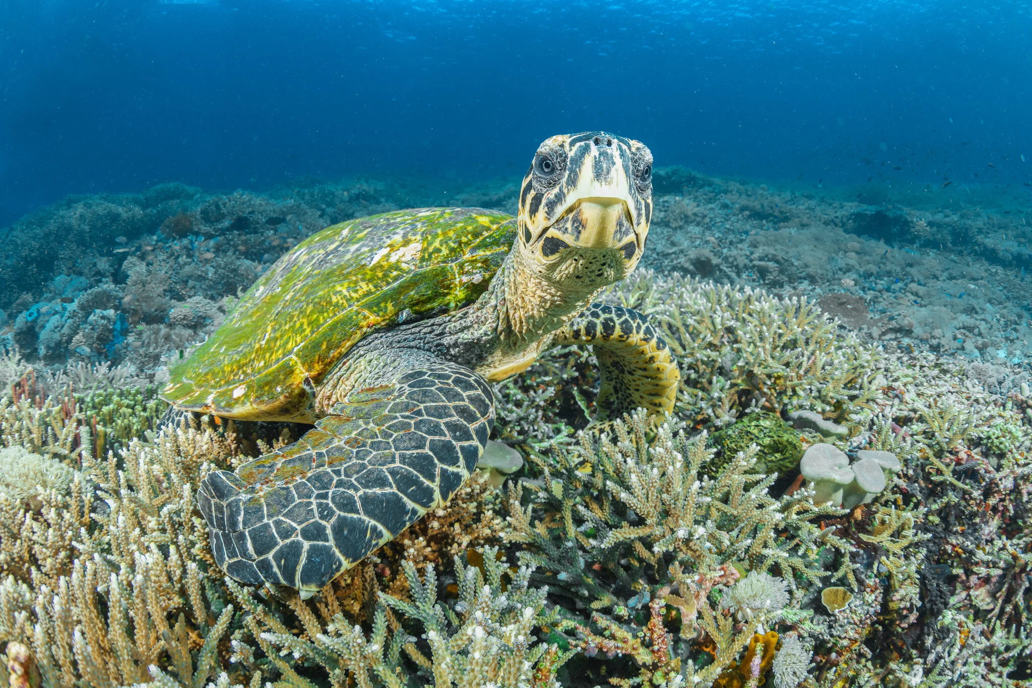 sea turtle resting on a coral reef