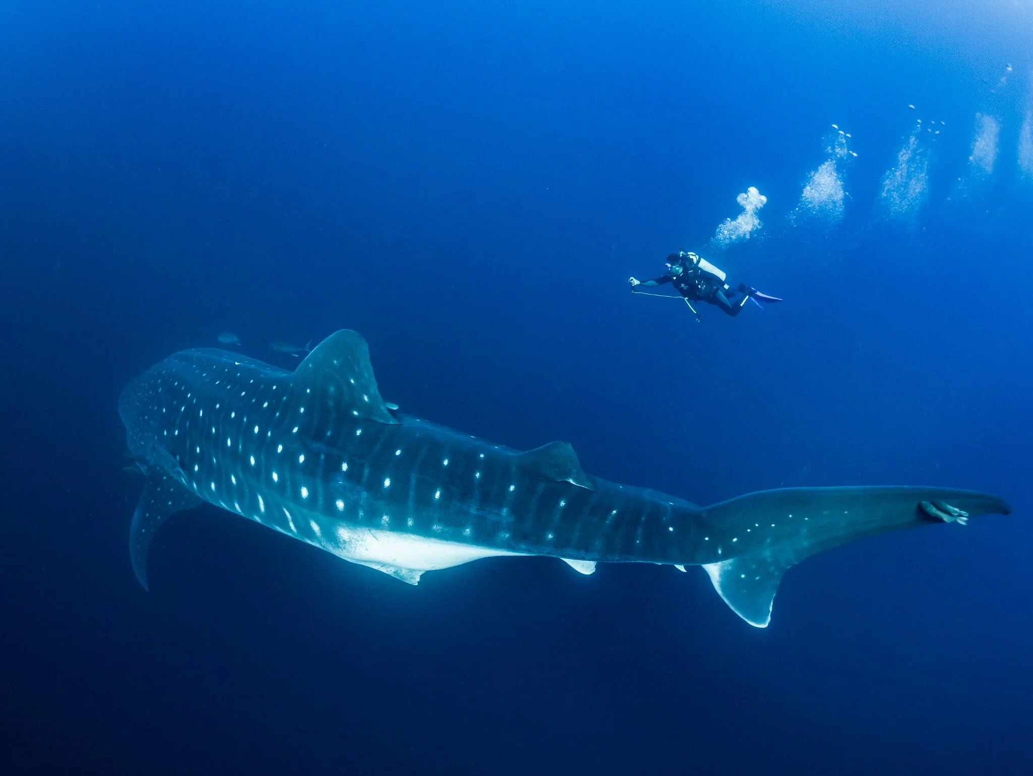 whale shark swimming beside a diver at Darwin Island