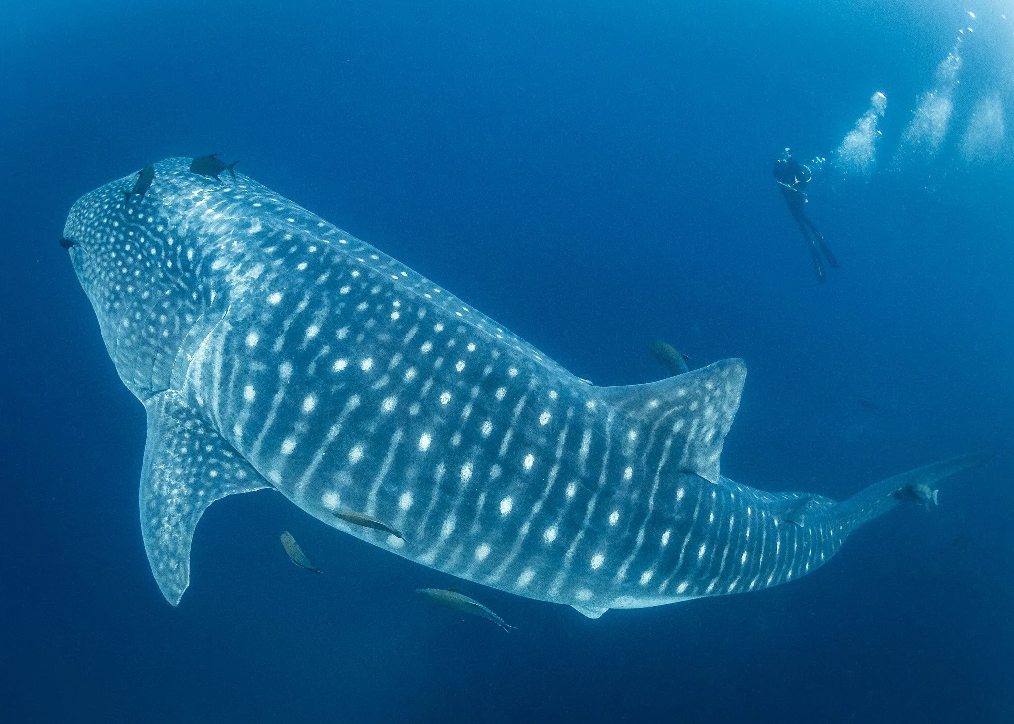 whale shark swimming below divers at Darwin Island