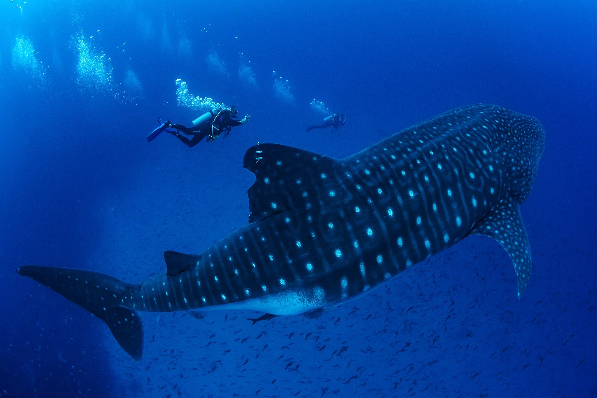 whale shark swimming beneath a diver