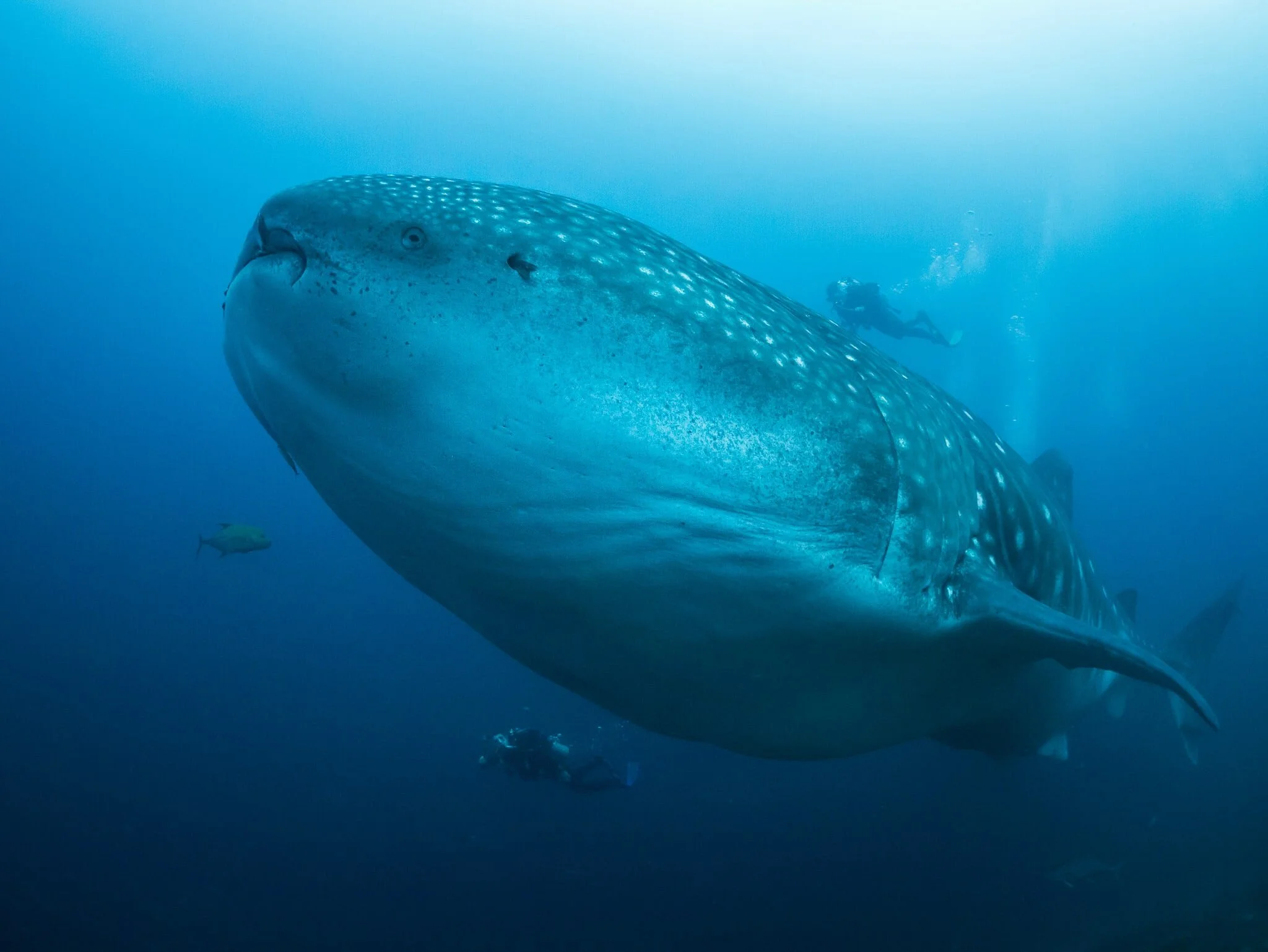 whale shark swimming through blue water